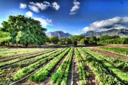 Ce inseamna de fapt alimente ecologice