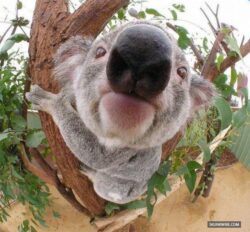 De ce este fauna Australiei unica?