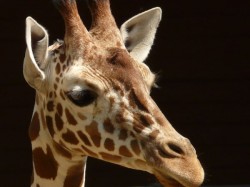 O gradina zoo daneza a impuscat o girafa pentru ca avea prea multe