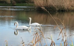 Actiuni de identificare si cartografiere a habitatelor pasarilor acvatice pe Lacul Bacau