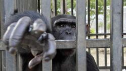 CE lanseaza o consultare cu privire la modul in care UE poate lupta impotriva cresterii dramatice a traficului cu specii salbatice de fauna si flora