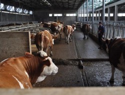 Atentie la poluarea cu nitrati din dejectiile animalelor