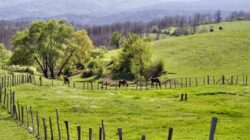 Bulgaria: Mii de oameni au protestat pentru salvarea unui parc natural