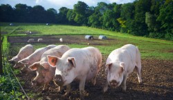 Porcii crescuti in zonele cu pomi, in regim ecologic, sunt mult mai sanatosi