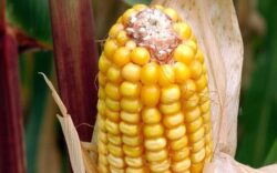 Porumbul modificat genetic poate fi cultivat pe teritoriul UE