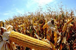 Porumbul modificat genetic, singura planta aprobata pentru cultivare in scop comercial, in Uniunea Europeana