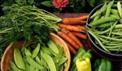 Coliba lui Mos Ion de la Manastirea Capriana gazduieste prima editie a Festivalului Ecogastroetnica