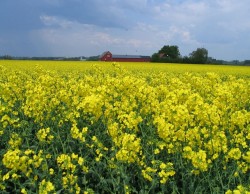 In 2013, peste 18 milioane de agricultori au cultivat plante biotehnologice