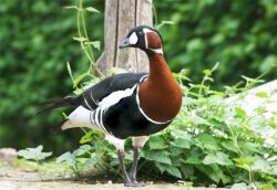 Branta ruficollis