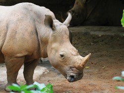 Una dintre cele mai cunoscute specii de animale, pe cale de disparitie