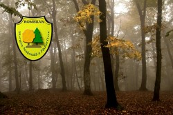 Romsilva produce anual peste 80 de milioane de puieti forestieri, in pepinierele proprii