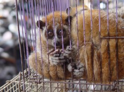 Marea Britanie anunta toleranta zero fata de comertul cu animale salbatice