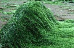 Studiu: Spirulina activeaza celulele naturale care lupta impotriva cancerului