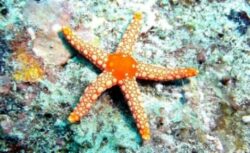 Stelele de mare, ucise in masa de o boala misterioasa care le destrama corpurile