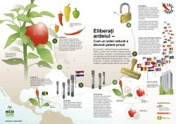 Eco Ruralis: Opozitie la nivel european impotriva patentarii ardeiului de catre compania Syngenta