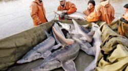 Romania si Bulgaria au o responsabilitate foarte mare pentru protectia sturionilor din Dunare