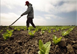 Agricultura ecologica: 6 - 7 mil. euro pentru 15.000 de fermieri