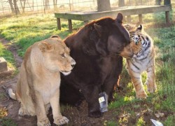 Declinul carnivorelor mari – o problema globala pentru conservare