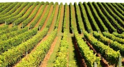 Sicilia: Teren confiscat de la mafie si transformat in vii ecologice