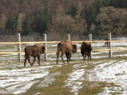 Prodecanul de la Silvicultura, chitit sa impuste zimbrii din Romania