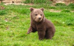 Recensamant al animalelor protejate in judetul Bacau