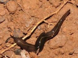 O specie descoperita in premiera in Europa produce ingrijorare in Franta