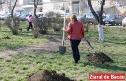 Bunicii de la Clubul “60 plus” au demarat o campanie de plantare de pomi in Bacau