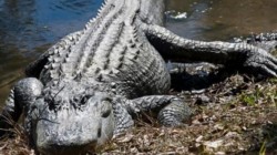 Grasimea animala, ar putea, intr-un viitor apropiat, sa fie folosita ca si combustibil alternativ