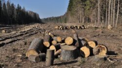 Mars in Capitala: Peste 500 de oameni au protestat pentru salvarea padurilor Romaniei