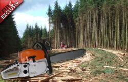 Greenpeace si Bankwatch au reusit sa stopeze defrisarea a 59 hectare de padure in Gorj