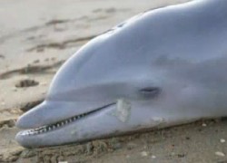 De la inceputul anului si pana in prezent 58 de delfini au fost gasiti esuati pe plaja
