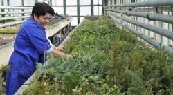 Sibiul inverzeste in aceasta perioada. Uite cati arbori planteaza primaria in oras!