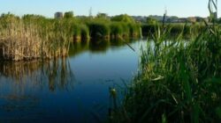 Delta Vacaresti devine arie naturala protejata. A fost inaugurat un punct de observatie a zonei