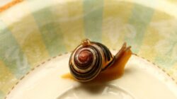 Veninul unei specii de melci marini, un analgezic mai puternic decat morfina