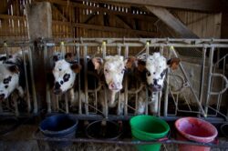Comisia Europeana anunta operatiunea „Sa facem agricultura mai eco”.