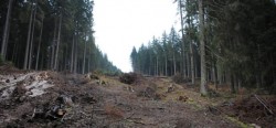 Jaf intr-o padure din Valcea. 80 de hectare de padure au disparut