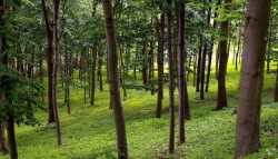 Investitii de 305 milioane euro in sectorul forestier