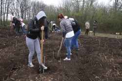 „Copacul de Hartie” a impadurit Perisorul