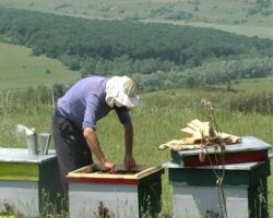 Polenul crud, un miracol al naturii. Vezi cu ce ne ajuta