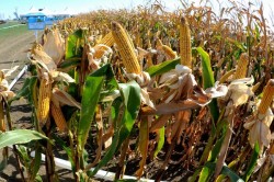 Uniunea Europeana este aproape de un acord de autorizare a cultivarii organismelor modificate genetic (OMG)