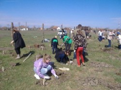 Plantare de puieti la Moftin