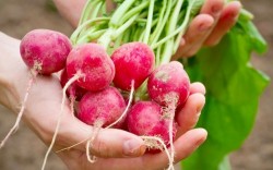 Ridichi: Scapa de infectii urinare cu antisepticul natural