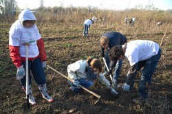 Culita Tarata mai aduce 500.000 puieti de salcami de la Constanta