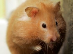 Camera Deputatilor a adoptat un proiect de lege privind protectia animalelor utilizate in scopuri stiintifice