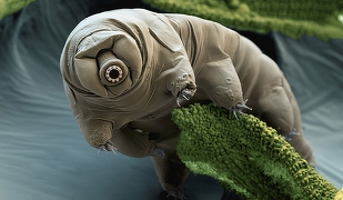 tardigrade