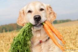 VegSoc : campania impotriva industriei carnii
