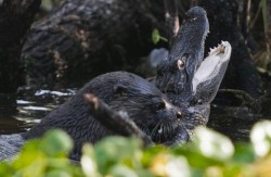 Natura ne uimeste, din nou: O vidra a castigat lupta cu un crocodil