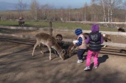 Ora de zoologie in natura. Copiii pot hrani cerbi, lame si maimute la 15 km de Cluj-Napoca
