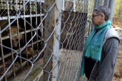 Vier Pfoten face presiuni pentru salvarea a doi ursi tinuti ilegal intr-o gradina zoologica din Bulgaria Vier Pfoten face presiuni pentru salvarea a doi ursi tinuti ilegal intr-o gradina zoologica din Bulgaria