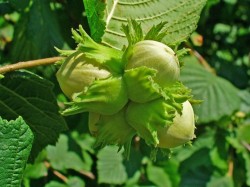 Alunul – feeria padurii in gradina casei tale